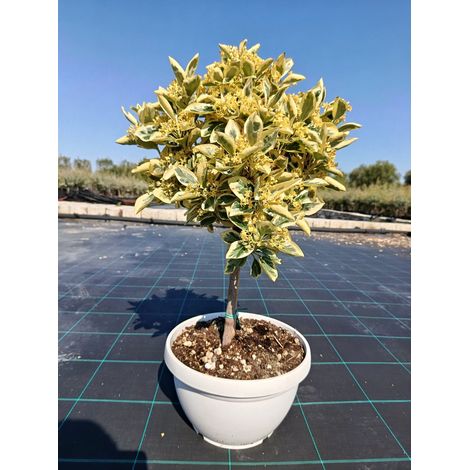 EUONYMUS JAPONICUS ALB. CIOTOLA 25 MINI FUSTO AUREA