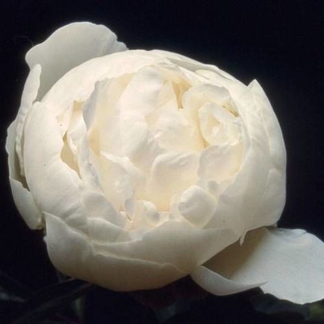 Pivoine herbacée Mme Claude Tain/Pot de 2L (1/5)
