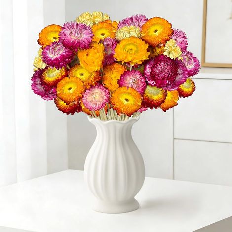 Fleurs séchées, 40 Marguerites Multicolores avec tiges, pour Mariages, décoration de Maison et de Bureau (1/5)