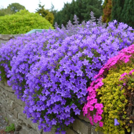 Campanule des murailles, Campanule des murs/Godet