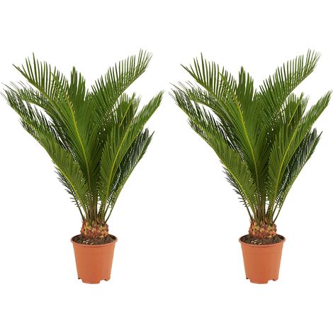Bloomique - Lot de 2 - Cycas Revoluta - Palmier de la paix - Sagoutier - Plante d’intérieur - Très facile d’entretien - Hauteur 40-50 cm - Pot 15 cm
