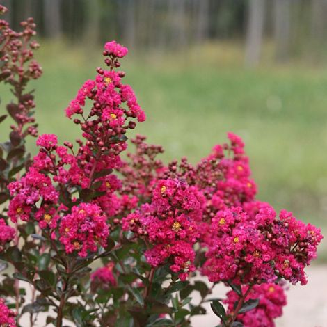 Lilas des Indes Fuchsia d'été® 'Indyfus', Lagerstroemia/Pot de 10L - 60/80 cm (1/3)