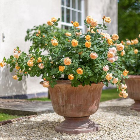 Gardenaria Rosa 'Roald Dahl' - Rosa da giardino - Altezza: 40/50 cm (vaso20) (1/5)