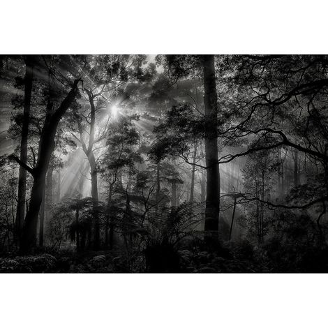 Poster Thème Monochrome Forest - 360 x 270 cm (1/3)