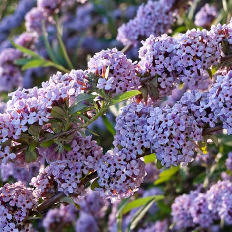Arbre aux papillons - Buddleja alternifolia  - 40-60 cm pot