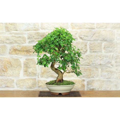 Bonsai di Gelso (72) (1/5)