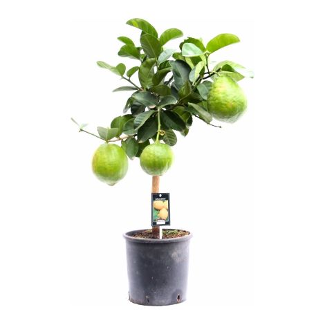 Cedro "Citrus medica" pianta di 2 anni in vaso 20 Agrumi di Sicilia