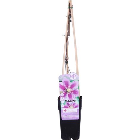 Bloomique - Clematis 'Piilu' - Clématite à grandes fleurs - Rose-violet - Plantes grimpantes - Plantes de jardin - Rustiques - Hauteur 50-70 cm - Pot 15 cm (1/5)