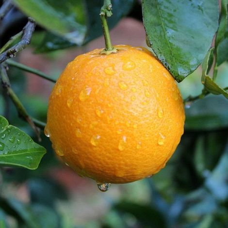 PIANTA DI ARANCIO WASHINGTON in vaso 24- età 3/4 anni (foto reali)