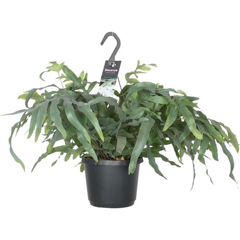 Phlebodium Aureum Blue Star - Fougère d'Intérieur - Polypode Doré - Ø17cm - Hauteur 50 cm - PANGIVO (1/4)