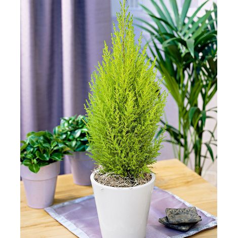 CUPRESSUS GOLDEN CREST CIPRESSO WILMA VASO 11CM