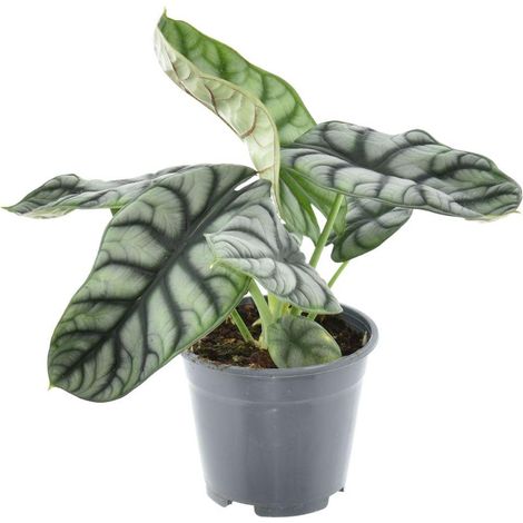 Alocasia Nebula Silver Compacta Plante d'Intérieur Feuillage Argenté Pot Ø14cm Hauteur 30cm - PANGIVO
