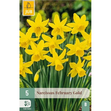 Narcisse jaune February Gold x5 Jaune