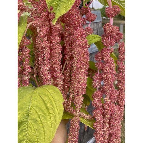 Queue de renard, Amarante 'Coral Fountain' le sachet de 500 graines (0,5g)