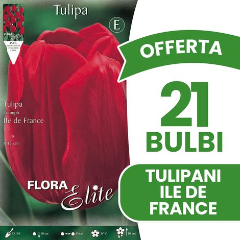 BULBI AUTUNNALI OFFERTA 21 BULBI TULIPANO TRIUMPH ILE DE FRANCE BULBS BULBES