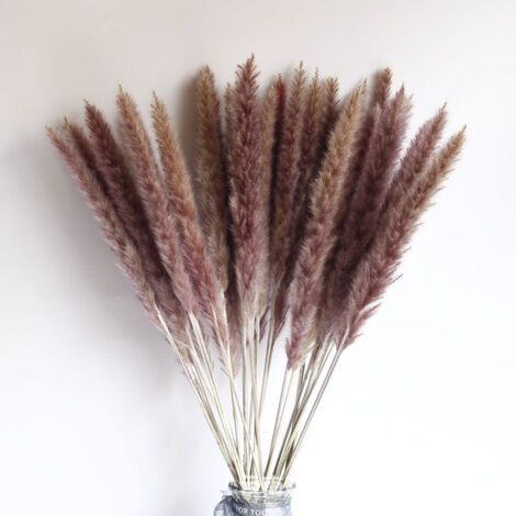 Petites fleurs séchées en roseau marron 15 épis de fleurs 25CM ou plus