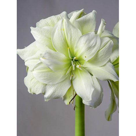 Amaryllis 'Marilyn' Bulbe calibre 24/26, Extra (1/2)