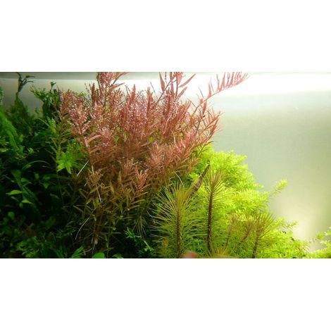 Aquarium Pflanze Rotala rotundifolia Nr.033