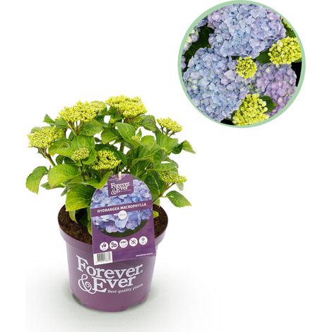 Hortensia de Jardin Bleu Hydrangea Forever & Ever 7-12 Fleurs Terrasse Balcon Pot 23cm H55cm - PANGIVO (1/5)