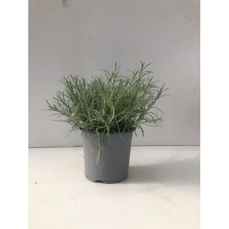 HELICHRYSUM ITALICUM in vaso 14 cm (foto reali)