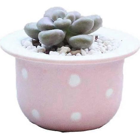 Mini-Sukkulenten-Blumentöpfe - Modern - Kaktus - Saftiger Blumentopf - Dekoration für drinnen, Zuhause, Büro (Rosa) (1/4)