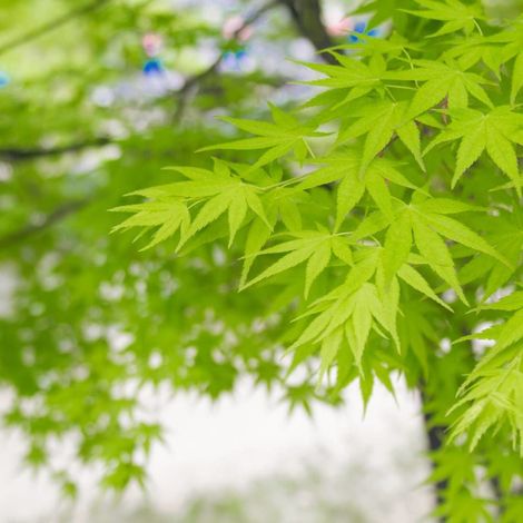 Érable du Japon Summer Gold, Acer palmatum/Pot de 4L - 40/60 cm (1/5)