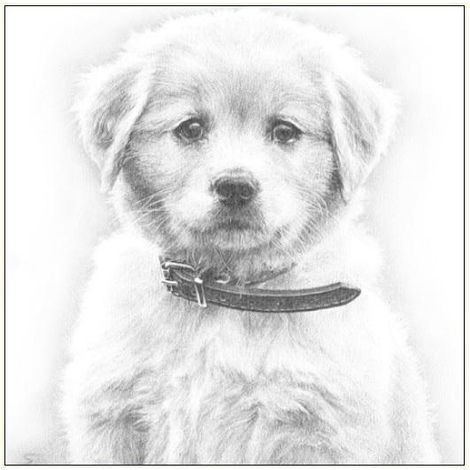 Karte 16x16cm + Umschlag Hundeskizze