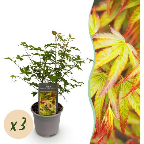 Acer palmatum Little Princess Érable du Japon Lot de 3 Plantes Vertes Pot 12 cm Hauteur 35 cm - PANGIVO (1/5)