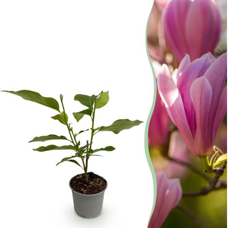 Magnolia Heaven Scent - Arbuste à Fleurs Rose et Blanc Parfumé - Pot Ø 12 cm - Hauteur 30 cm - PANGIVO (1/5)