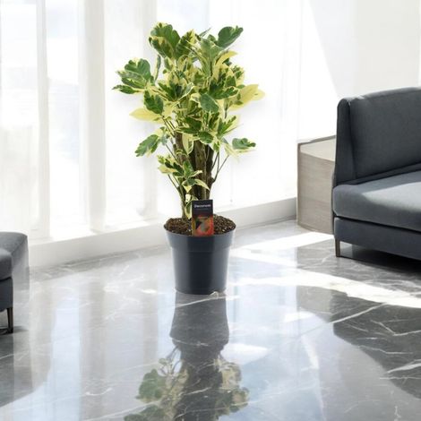Gardenaria Codiaeum variegatum 'Eburneum' - Pianta da interno ornamentale - Altezza: 50 cm (vaso 17) (1/5)