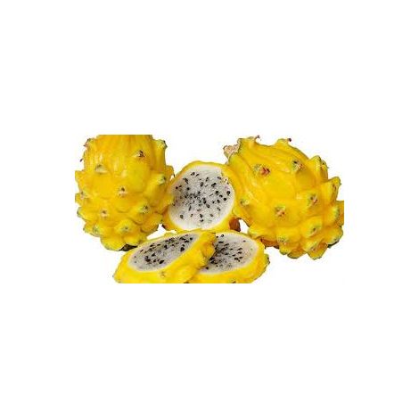 Vivaio Garden Forest – Hylocereus undatus – Pitaya fruit du dragon jaune – Plante grimpante 70cm – Fleur nocturne blanche et jaune – Exposition lumineuse indirecte