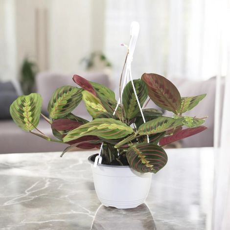 Gardenaria Maranta leuconeura 'Fascinator' - Pianta da interno ornamentale - Altezza: 40 cm (vaso 15) (1/5)