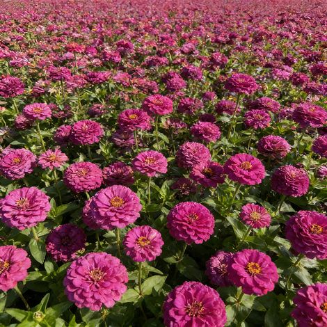 Graines de Zinnia 1000 – Mélange Folle, Patrimoniales, Non Traitée, Pollinisation Libre, Fleurs Colorées – Violet (1/5)