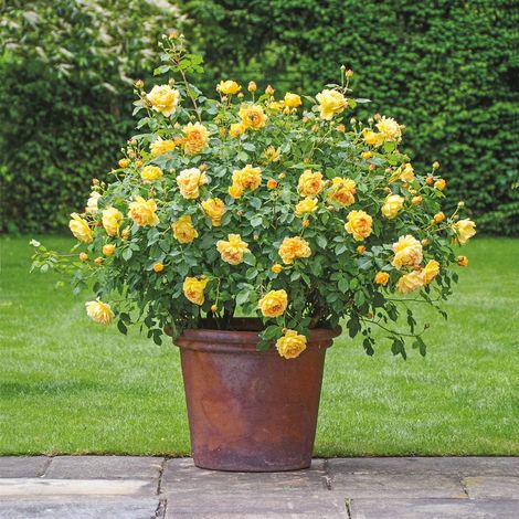 Gardenaria Rosa 'Golden Celebration' - Rosa da giardino - Altezza: 40/50 cm (vaso20) (1/5)