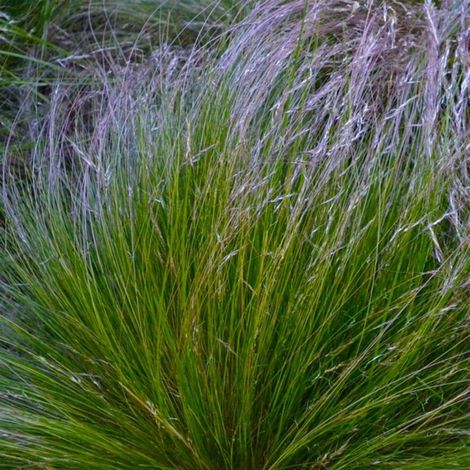3 Stipes 'Splendens' (Achnatherum) (1/5)