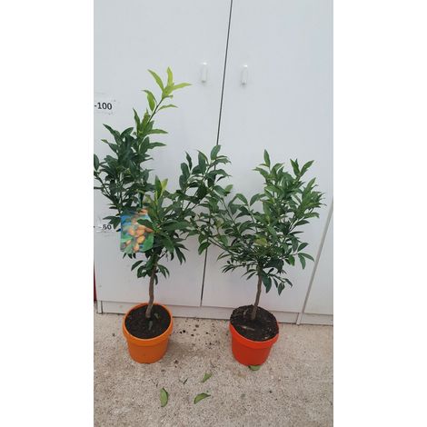 PIANTA DI KUMQUAT (MANDARINO CINESE)  vaso 20 cm COLORATO (foto reali)