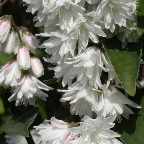 Deutzie Pride of Rochester, Deutzia/Pot de 4L - 20/40 cm