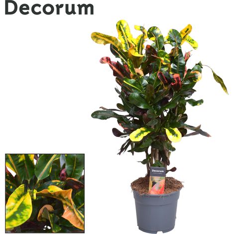 Plante d'Intérieur Croton Mammi au Feuillage Coloré et Décoratif - Pot Ø17 cm - 60 cm - PANGIVO