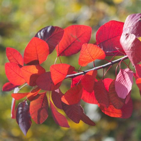 Arbre à perruque Flame, Cotinus/Pot de 4L - 40/60 cm
