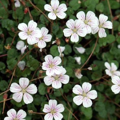 4 x Erodium reichardii 'Album' - godet 9x9 cm