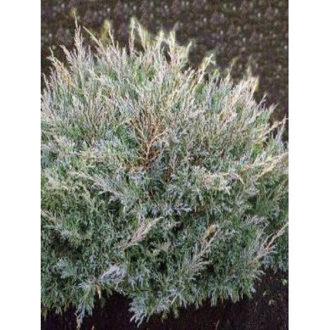 Genévrier horizontal 'Andorra Compact' Pot de 7,5L/10L (1/4)