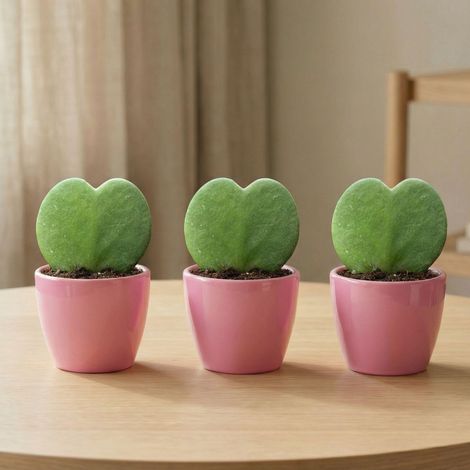 Lot de 3 Plantes Hoya Kerrii Sweetheart en Pot Rose - Plante d'Intérieur Forme Cœur - PANGIVO