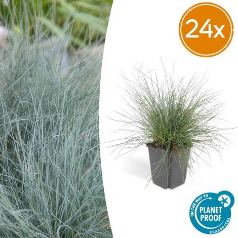Lot de 24 Fétuques Bleues Festuca glauca 'Elijah Bleu' Graminée Ornementale H10-25 cm Ø 9 cm - PANGIVO (1/5)