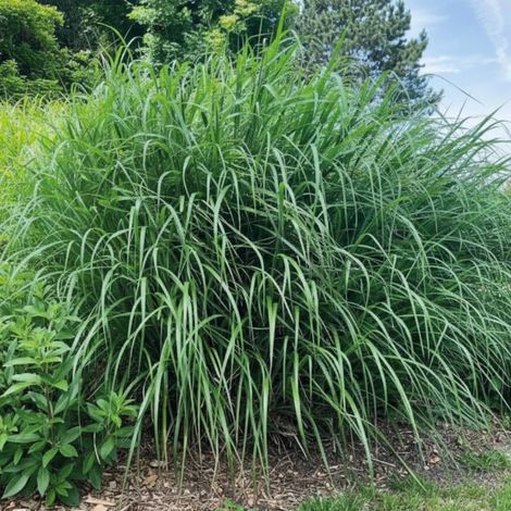 Miscanthus, Roseau de Chine Miscanvert®/Lot de 5 godets