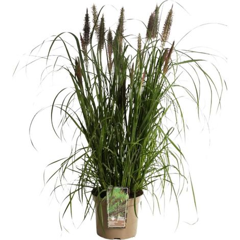Herbe aux écouvillons Black Beauty' - Pennisetum alopecuroides Black Beauty' pot 7,5L (1/2)