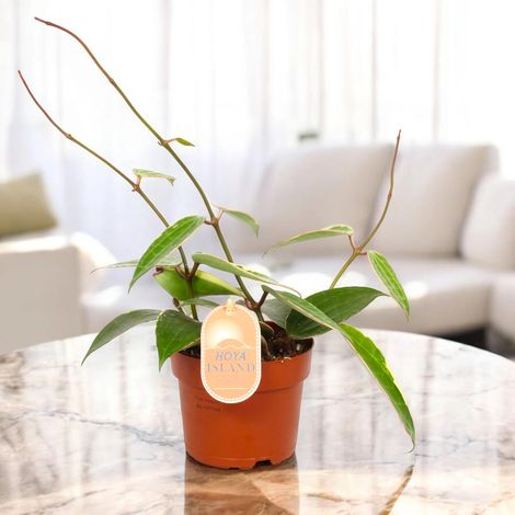 Gardenaria Hoya latifolia 'albomarginata' - Pianta da interno ornamentale - Altezza: 15 cm (vaso 12) (1/5)