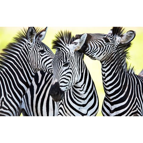 Affiche trio de zebre - 60x40cm - made in France (1/5)