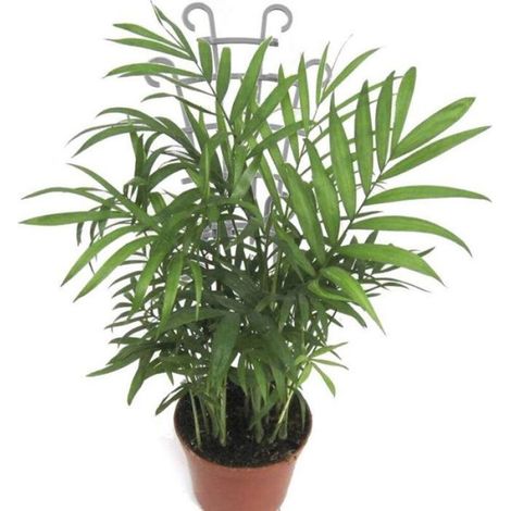 Treillis D'escalade Pour Plantes - 15x25 Cm - Superposable - Pour Jardin Et Intérieur - Lot De 8 (1/4)