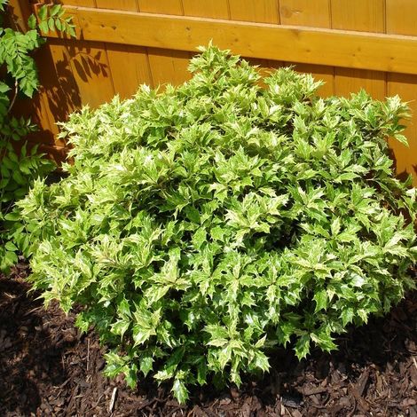 1 PIANTA DI OSMANTHUS TRICOLOR IN VASO 17CM sempreverdi