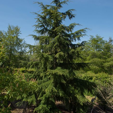 Pruche - Tsuga heterophylla Pot 2,5L